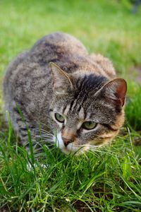 Close-up of cat on grass