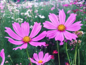 Close-up of pink cosmos blooming outdoors