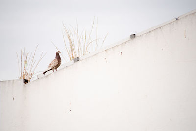 Birds perching on snow covered landscape