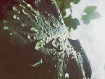 Close-up of raindrops on tree