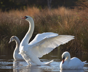 Swans swimming in lake