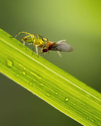 Close-up of spider capturing insect on leaf