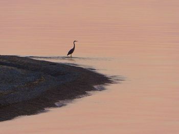 Gray heron perching on beach against sky during sunset