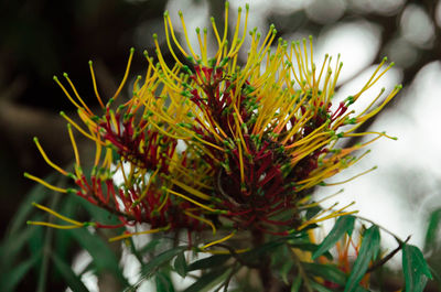 Close-up of red flowering plant