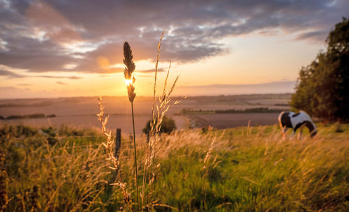 Scenic view of field against sky during sunset