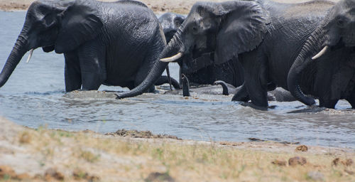 View of elephant in river