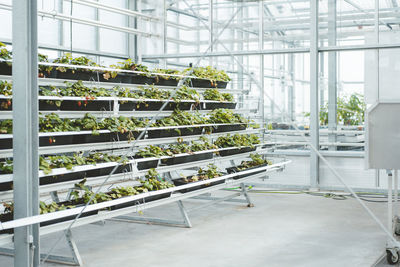 Plants arranged on shelf in garden center