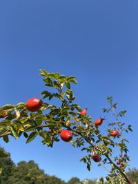 Low angle view of fruits on tree against blue sky