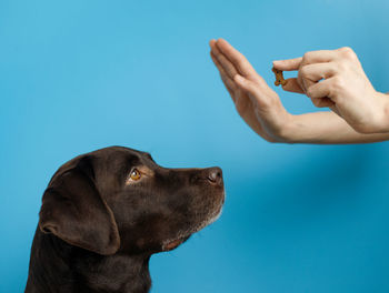 Close-up of a dog over blue background