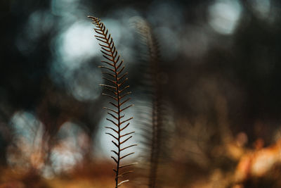 Close-up of plant in forest