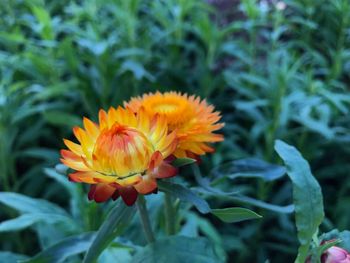 Close-up of orange flower