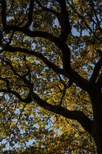 Low angle view of tree against sky