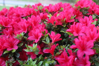 Close-up of pink flowers blooming outdoors