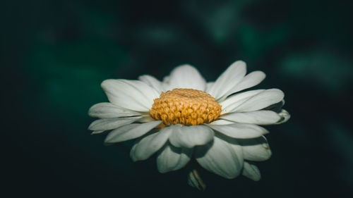 Close-up of white daisy