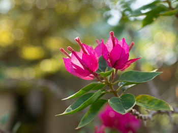 Close-up of pink flowering plant