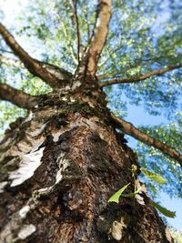 Low angle view of tree trunk against sky