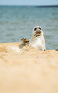 Seal on sand at beach