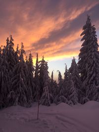 Trees in forest during sunset