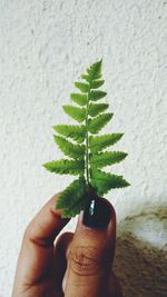 Close-up of woman holding fern against wall