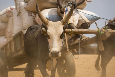 Close-up of cow