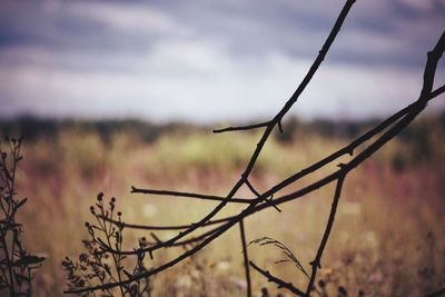 Close-up of barbed wire
