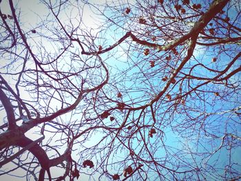 Low angle view of bare tree against clear sky