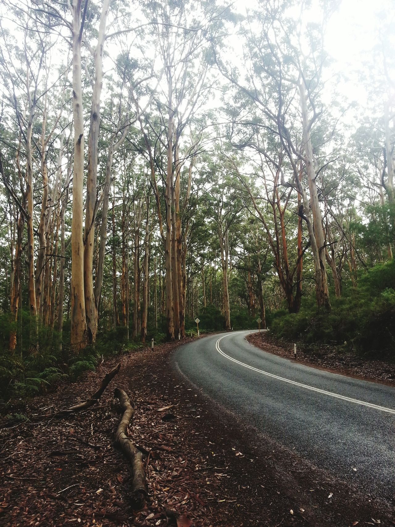 Margaret Caves (Lake Cave)