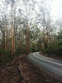 Road passing through forest