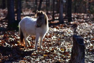 Horse standing in a forest