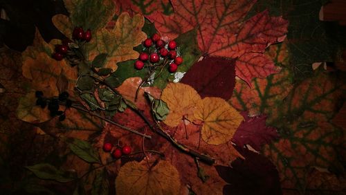 Close-up of red berries on tree during autumn