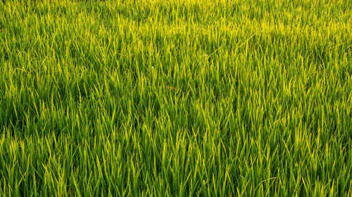 Full frame shot of rice field