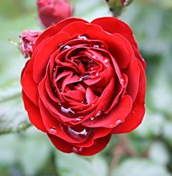Close-up of red rose