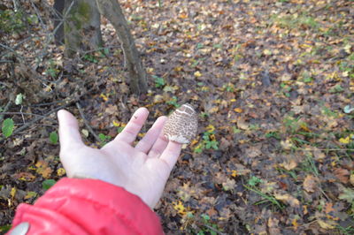 Collection of forest edible mushrooms