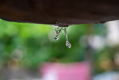 Close-up of water drop falling from plant
