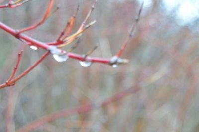 Close-up of water drops on plant