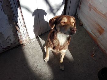 High angle portrait of dog standing by door