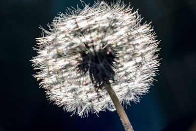 Close-up of thistle dandelion
