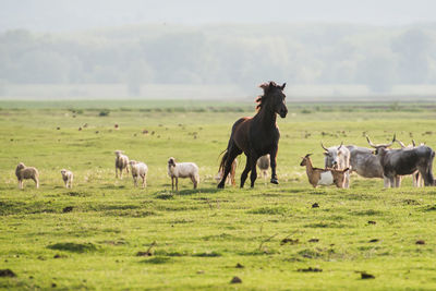 Horses in a field