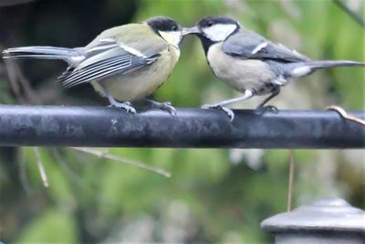 Close-up of bird perching outdoors