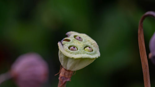 Close-up of an insect on flower