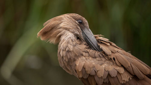 Close-up of brown bird