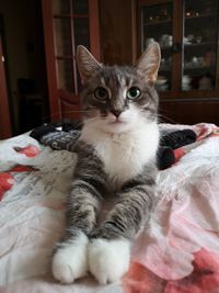 Close-up portrait of cat relaxing on bed at home