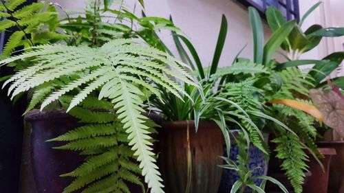 Close-up of potted plant