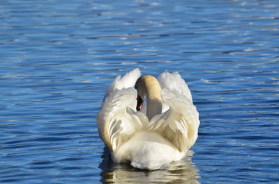 Swan swimming in lake