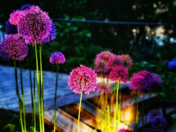 Close-up of pink flowering plants