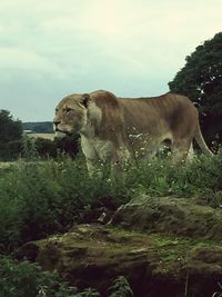 Sheep grazing on landscape