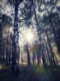 Low angle view of trees in forest