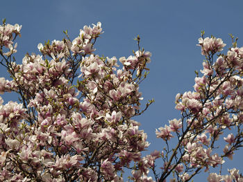 Low angle view of pink flowers blooming in park
