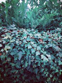 Full frame shot of plant leaves on field