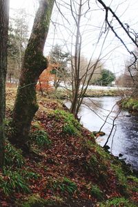 Scenic view of lake in forest